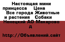 Настоящая мини принцесса  › Цена ­ 25 000 - Все города Животные и растения » Собаки   . Ненецкий АО,Макарово д.